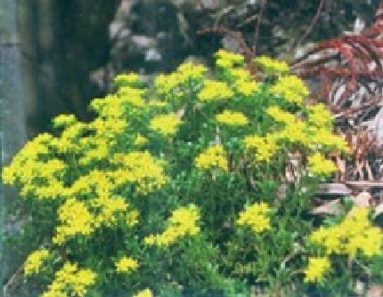 [景天科景天属] 佛甲草(别名：佛指甲、狗牙瓣) 景天科