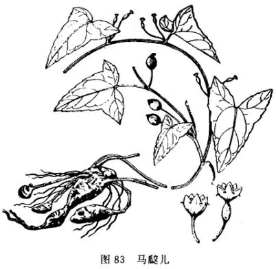 马交儿(老鼠拉冬瓜、土花粉)