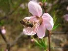 鼻血草(红活美、滇荆芥)