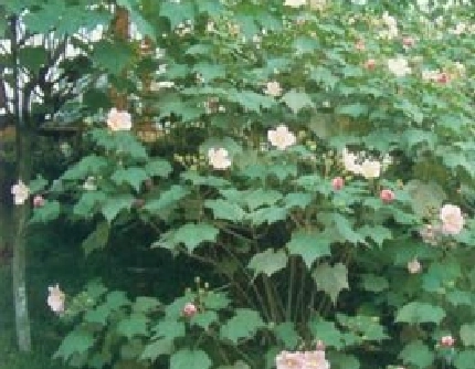 [锦葵科木槿属] 木芙蓉(别名：芙蓉花、拒霜花、木莲、地芙蓉、华木) 锦葵科