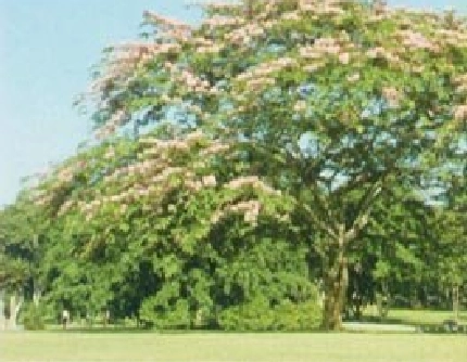 [豆科决明属] 粉花山扁豆(别名：粉花决明、节果决明) 豆科