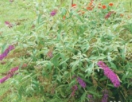 [马钱科醉鱼草属] 大叶醉鱼草(别名：绛花醉鱼草、兴山醉鱼草) 马钱科