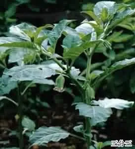 三分三(大搜山虎、山野烟)