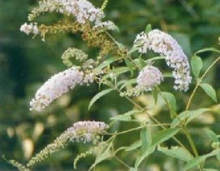 [马钱科醉鱼草属] 巴东醉鱼草(别名：白花醉鱼草) 马钱科