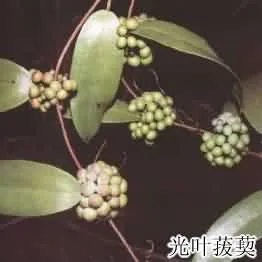 土茯苓(禹余粮、白余粮)