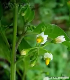 龙葵(苦菜，苦葵、老鸦眼睛草)