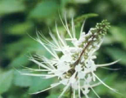 [唇形科肾茶属] 肾茶(别名：猫须草、腰只草) 唇形科