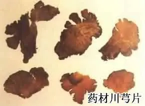 川芎(山鞠穷，芎藭，香果，胡藭，马衔芎藭，雀脑芎，京芎，贯芎，抚芎，台芎，西芎)