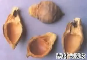 大腹皮(槟榔皮、槟榔壳大腹毛)