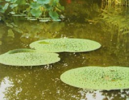 [睡莲科芡属] 芡(别名：芡实、鸡头米) 睡莲科