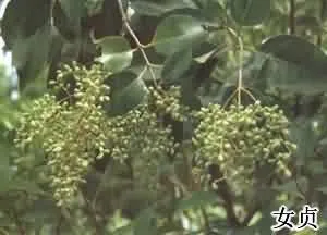 女贞子(女贞实、冬青子)