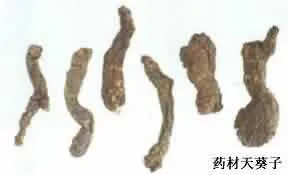 天葵子(紫背天葵子，千年老鼠屎，金耗子屎，千年耗子屎、地丁子，天去子)