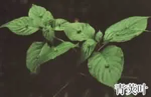 小通草(小通花，鱼泡通)