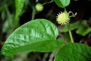 刺果藤(大胶藤、牛蹄麻)