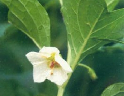 [茄科酸浆属] 红姑娘(别名：酸浆、挂金灯) 茄科