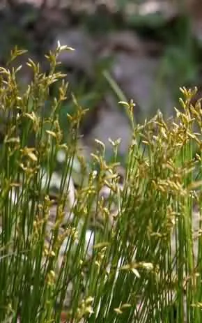 龙须草(野席草，野灯芯草、马棕根，野马棕)