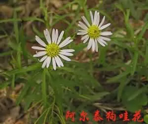 阿尔泰紫菀()