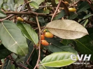 胡颓子(牛奶子根、半春子)