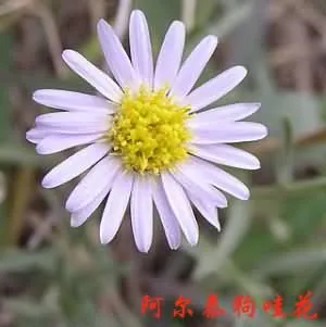 阿尔泰紫菀(燥原蒿、铁杆蒿)