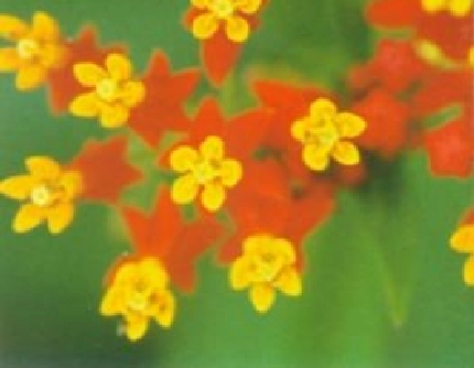 [萝藦科马利筋属] 马利筋(别名：莲生桂子花、金凤花) 萝藦科