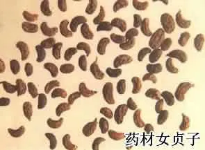 女贞子(女贞实、冬青子)
