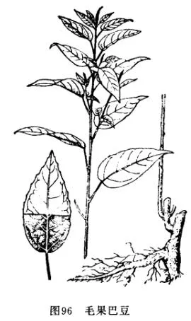 小叶双眼龙(细叶双眼龙、巡山虎)