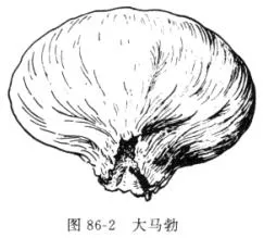 马勃(马疕，马屁勃，马疕苗，灰菇，马屁包，牛屎菇，灰包菌，药苞，人头菌、牛屎菌)