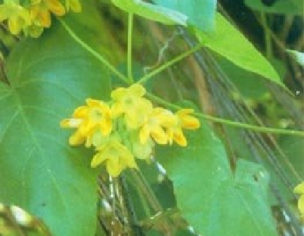 [萝藦科夜来香属] 夜香花(别名：夜来香、夜兰香) 萝藦科