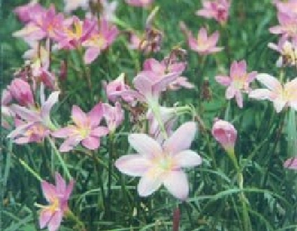 [石蒜科葱莲属] 韭兰(别名：韭莲、风雨花、风雨兰) 石蒜科