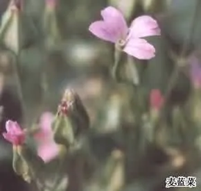 王不留行(不留行、王不流行，禁宫花)