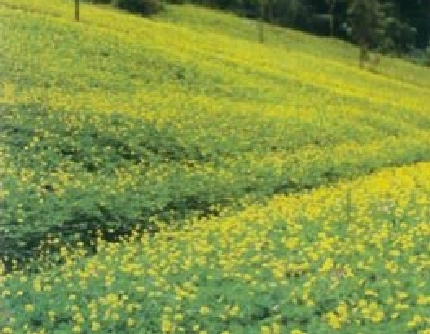 [豆科蔓花生属] 蔓花生(别名：长喙花生) 豆科