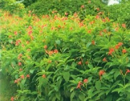 [爵床科蓝花草属] 红花芦莉(别名：艳芦莉、美丽芦莉草) 爵床科