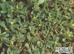 马齿苋(马齿菜、马苋菜)