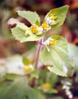 豨莶草(肥猪草、肥猪菜)