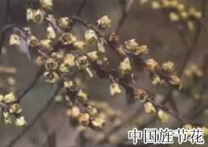 小通草(小通花)