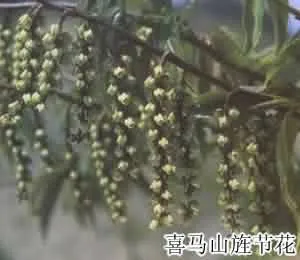 小通草(小通花，鱼泡通)