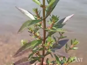 水苋菜(仙桃草、结筋草)