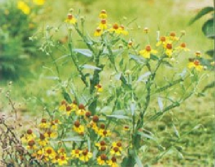 [菊科堆心菊属] 堆心菊(别名：翼锦鸡菊) 菊科