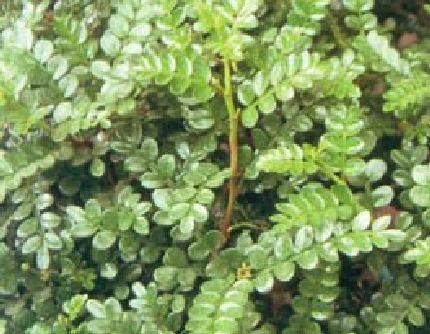 [芸香科花椒属] 胡椒木(别名：山椒) 芸香科