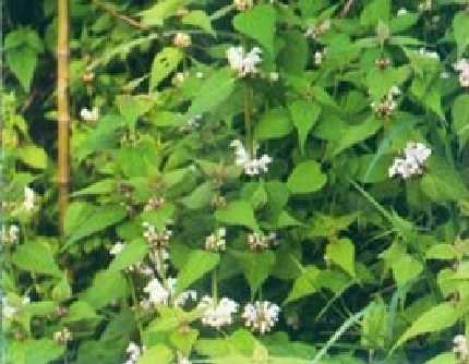 [唇形科野芝麻属] 野芝麻(别名：地蚤、山麦胡、山苏子) 唇形科