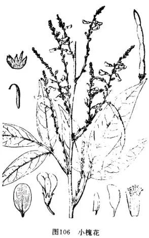 小槐花(草鞋板、味噌草)