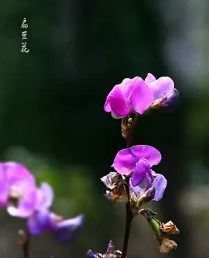 扁豆花(南豆花)