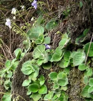 旋蒴苣苔(牛耳散血草、散血草[陕西])