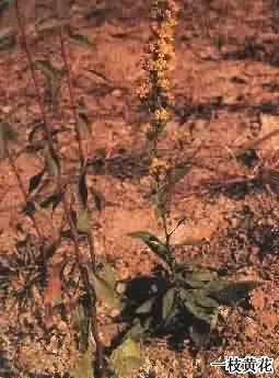 一枝黄花(野黄菊、山边半枝香)