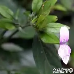 九头狮子草(川白牛膝、九节篱)