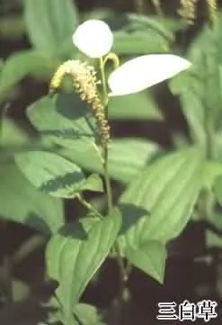 三白草(白面姑、白舌骨)