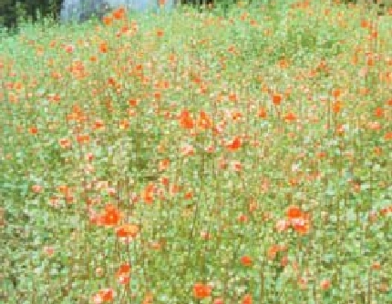 [玄参科假面花属] 心叶假面花(别名：大花假面花) 玄参科