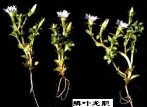 龙胆地丁(蓝花草、紫花地丁[四川])