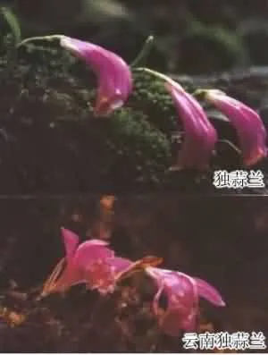 山慈菇(金灯花、鹿蹄草)