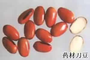 刀豆(挟剑豆，刀豆子，大弋豆，大刀豆，关刀豆，刀鞘豆，刀巴豆，马刀豆，刀培豆)